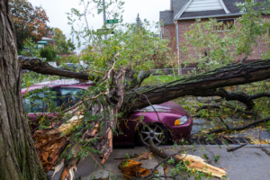 a tree falls on a car. Property owner owes them a new car